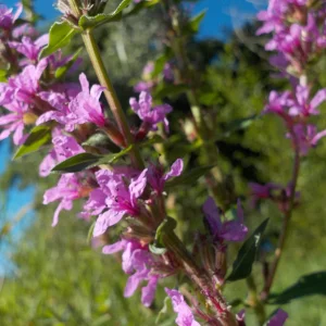 DSCN6854.webp