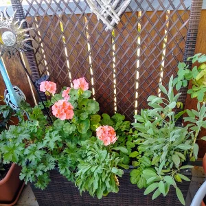 IMG_20250902_104442_HDR~2.webp