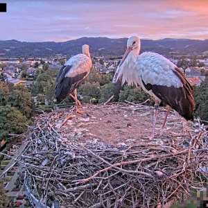 Kirchzarten_2025-09-01 06Uhr45-35 Ulla-und-Edgar-allein-im-Nest.webp
