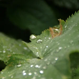 _IMGP4300k.webp