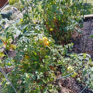 IMG_20250903_141256_HDR.webp