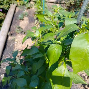 IMG_20250903_141327_HDR.webp