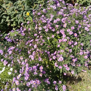 IMG_20250903_141336_HDR~2.webp