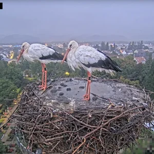 Kirchzarten_2025-09-09 06Uhr50-39 Ulla-und-Edgar-bei-Regen-im-Nest.webp
