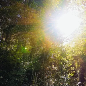 Medium 'wald~3.webp' in der Kategorie 'Forum Kreativität & Spiritualität'