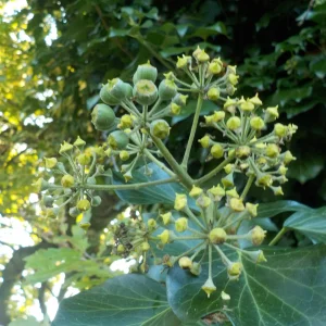 DSCN6882.webp