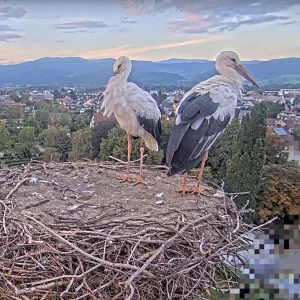 Kirchzarten_2025-10-01 18Uhr46-23- Ulla-und-Edgar-besuchen-ihr-Nest.webp