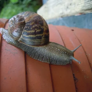 DSCN0108.webp