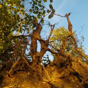 DSCN6893.webp
