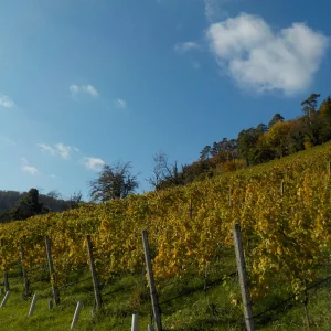 DSCN6900.webp