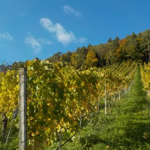DSCN6905.webp