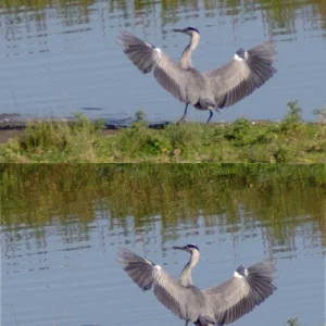 IMGP5359c_Reiher_Deconv.webp