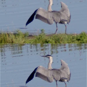 IMGP5360c_Reiher_Deconv.webp