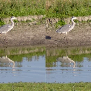 IMGP5397c_Reiher_Deconv.webp
