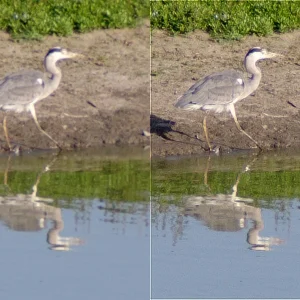 IMGP5400c_Reiher_Deconv.webp
