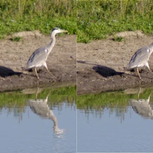 IMGP5406c_Reiher_Deconv.webp