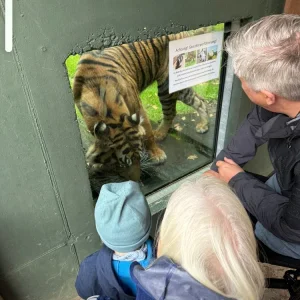 tiger.webp