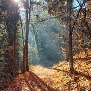 Medium '1000052889.webp' in der Kategorie 'Forum Natur & Spiritualität'