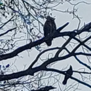 Medium '1000052443.webp' in der Kategorie 'Forum Natur & Spiritualität'