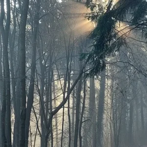 Medium '1000055979.webp' in der Kategorie 'Forum Natur & Spiritualität'