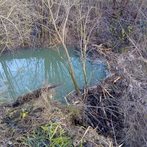 Medium 'IMG_20251218_142319_HDR.webp' in der Kategorie 'Forum Natur & Spiritualität'