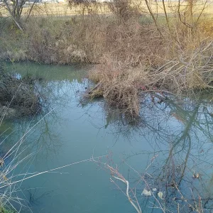 Medium 'IMG_20251218_142531_HDR.webp' in der Kategorie 'Forum Natur & Spiritualität'