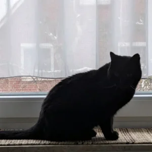 Medium '1767987843149.webp' in der Kategorie 'Forum Kreativität & Spiritualität'