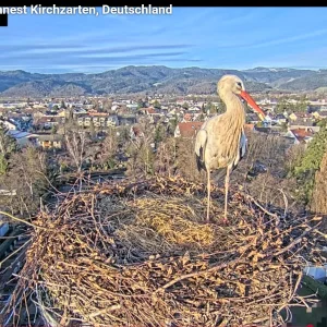 Kirchzarten_2026-01-13 15Uhr55-09- Edgar-besucht-Nest.webp