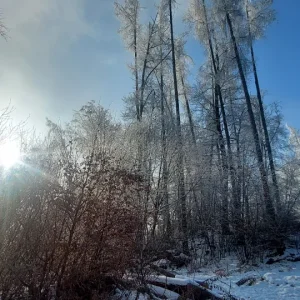 Medium '1000058560.webp' in der Kategorie 'Forum Natur & Spiritualität'