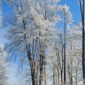 Medium '1000058562.webp' in der Kategorie 'Forum Natur & Spiritualität'