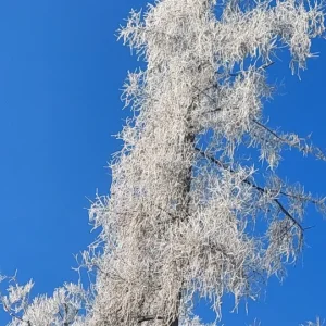 Medium '1000058554.webp' in der Kategorie 'Forum Natur & Spiritualität'