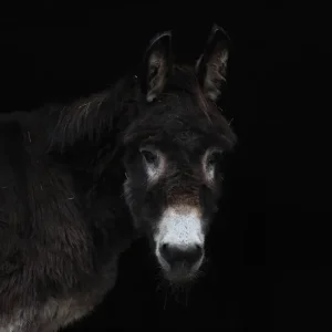 Medium 'IMG_4674.webp' in der Kategorie 'Forum Kreativität & Spiritualität'