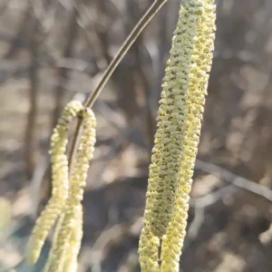 Medium 'IMG_20260228_111636.webp' in der Kategorie 'Forum Natur & Spiritualität'