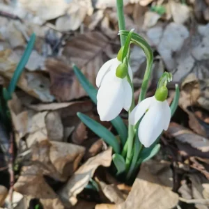 Medium 'IMG_20260228_111607.webp' in der Kategorie 'Forum Natur & Spiritualität'