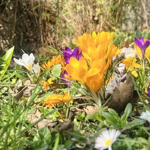 Medium 'IMG_8888.webp' in der Kategorie 'Forum Kreativität & Spiritualität'