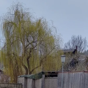 IMG_20260321_140227_HDR~2.webp