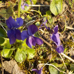 DSCN6970.webp