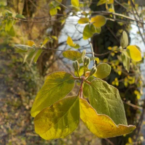 DSCN6968.webp
