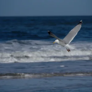 _IMGP6639k.webp