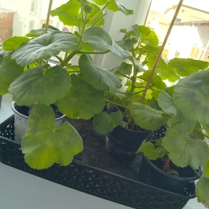 IMG_20260401_132523_HDR.webp