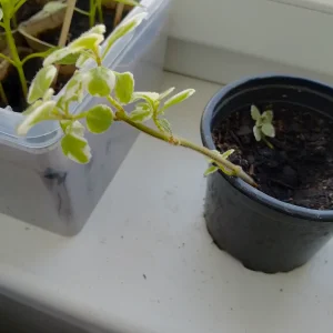 IMG_20260401_132540_HDR.webp