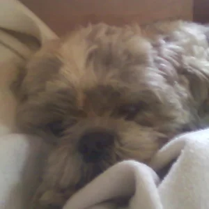 Tobi