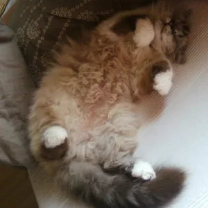 Kitty ist eine Colour Point
