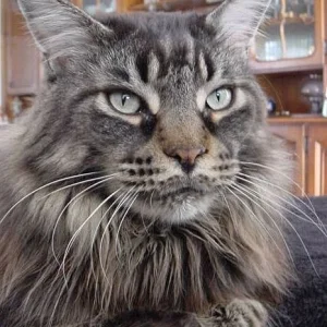 Ernesto, Maine Coon