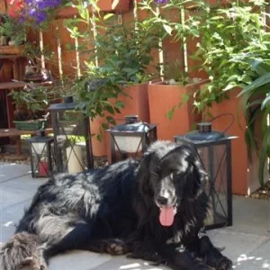 Ronja