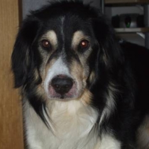 Ionels Hund Scully (14 Jahre alt)