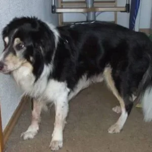 Ionels Hund Scully (14 Jahre alt) zum zweiten heute