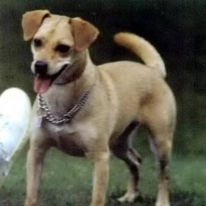 Ionels Hndin Senta ca. 1985