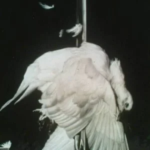 Mit Fotomontagen im Kampf gegen Hitler ... John Heartfield (Helmut Herzfeld