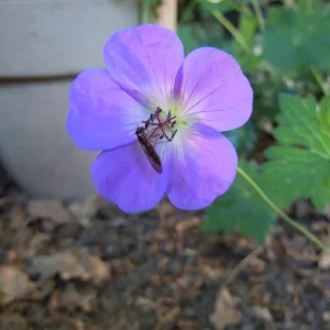 DSCN0138.webp